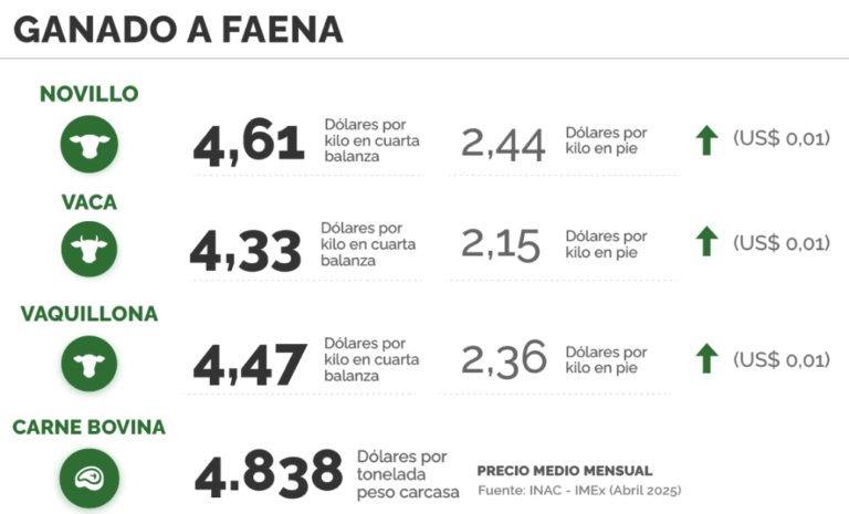 Lee más sobre el artículo El mercado ganadero presenta una faena dinámica y buena fluidez en las operaciones